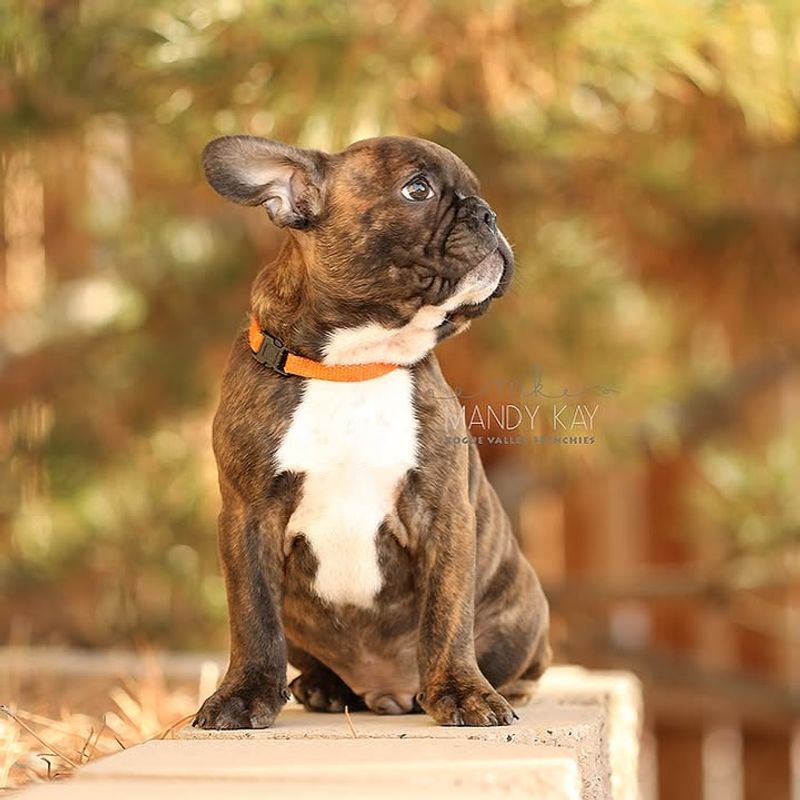 Frenchton