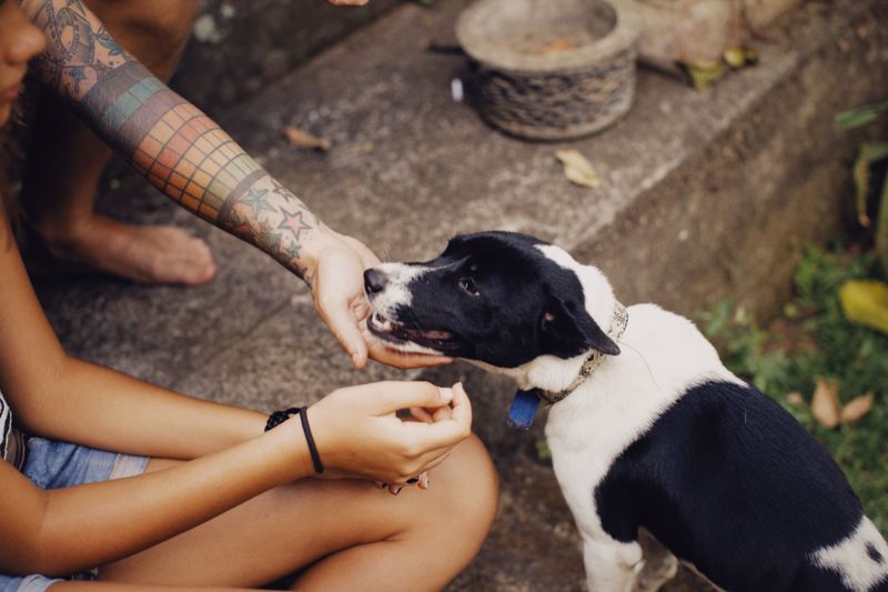 10 moments when correcting your dog may silence information you actually needed to hear 11 Asking for a break from rough play