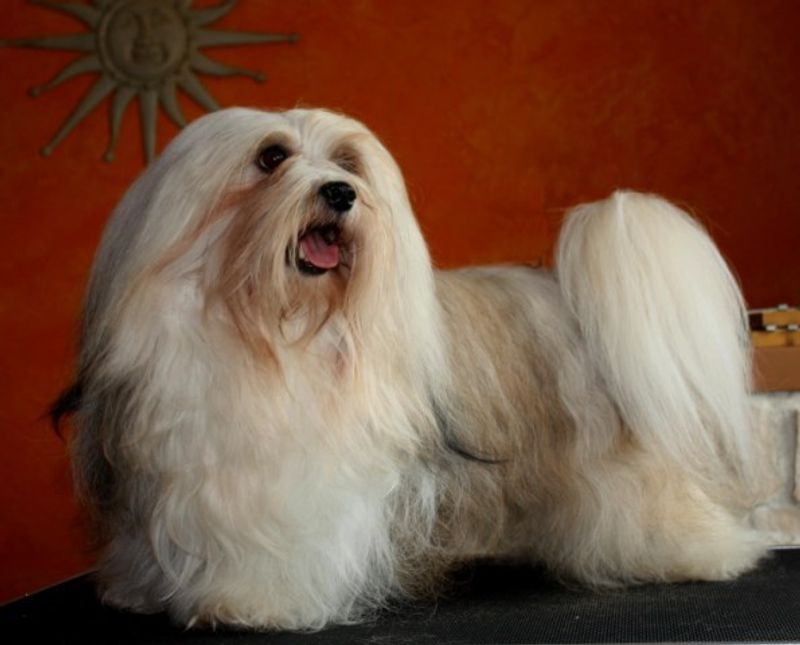 Havanese