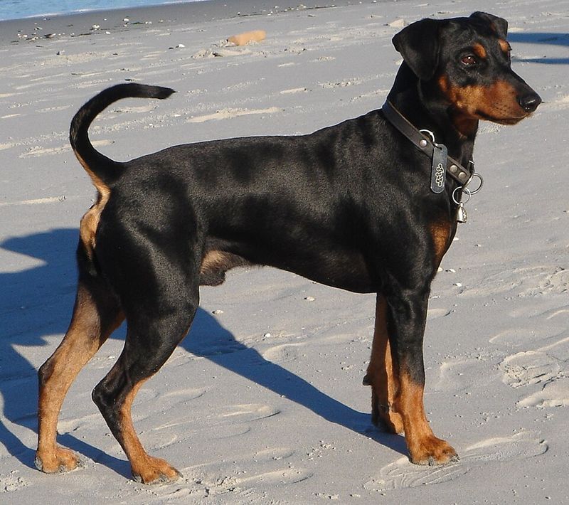 26 Healthy Dog Breeds That Rarely Face Serious Medical Issues 13 German Pinscher
