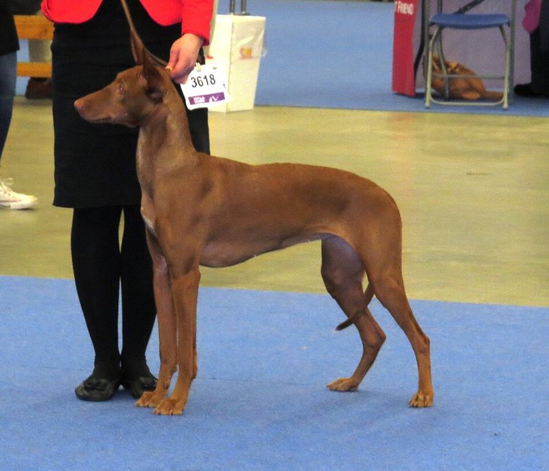 Pharaoh Hound