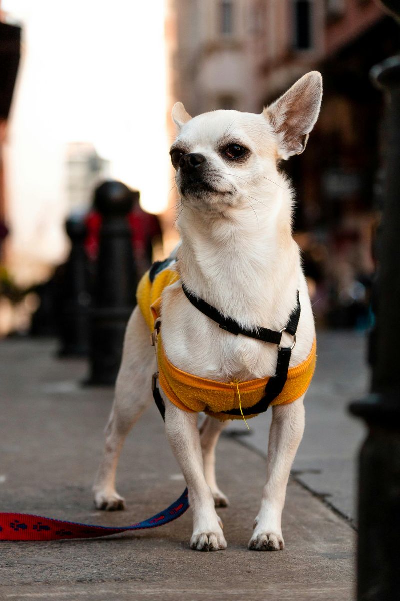 Chihuahua