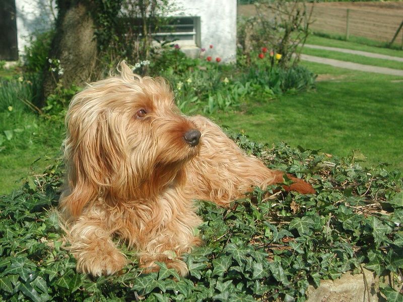 22 Small and Large Dog Breeds That Handle Being Home Alone Well 9 Basset Fauve de Bretagne
