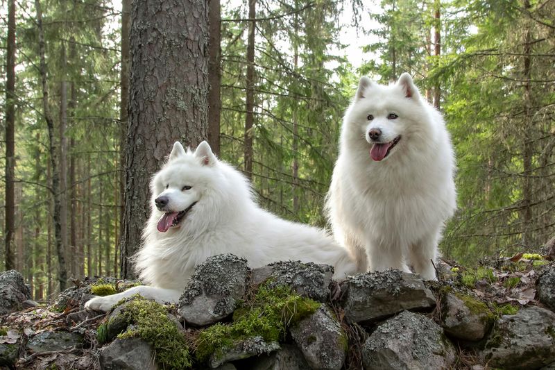 Samoyed