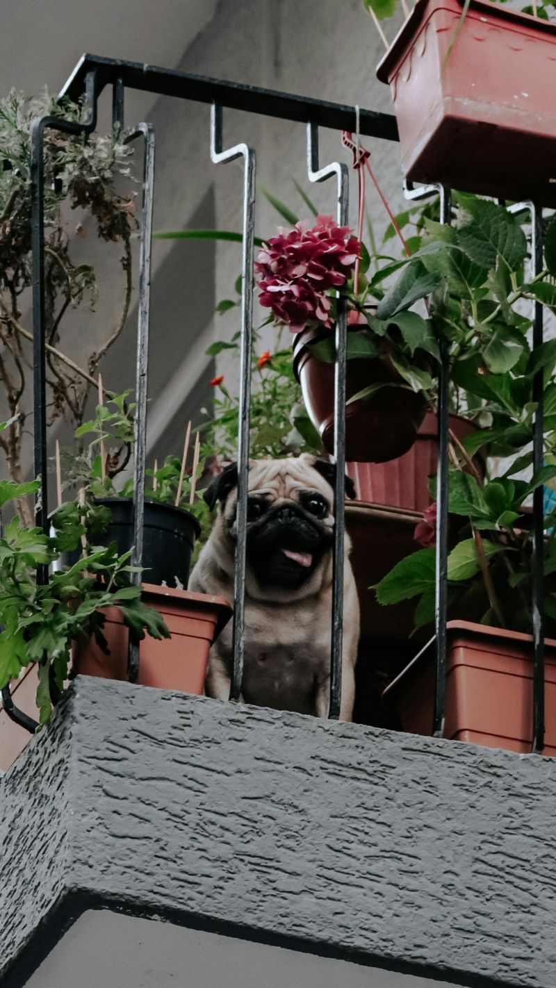 28 Small Dog Breeds Well-Suited for Apartment Living 8 Pug