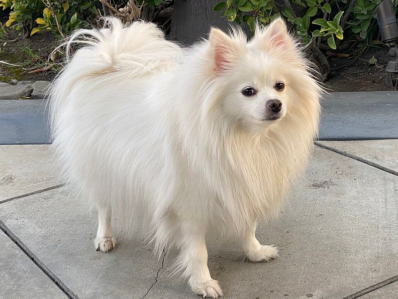 Pomeranian
