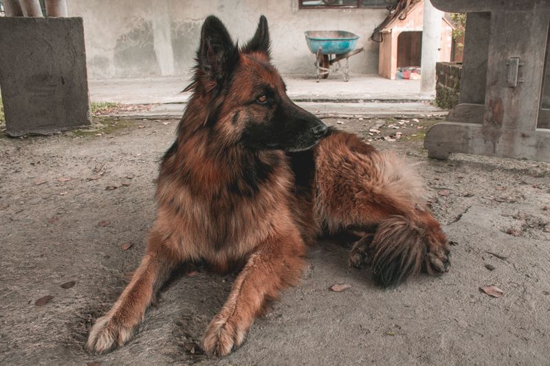 German Shepherd