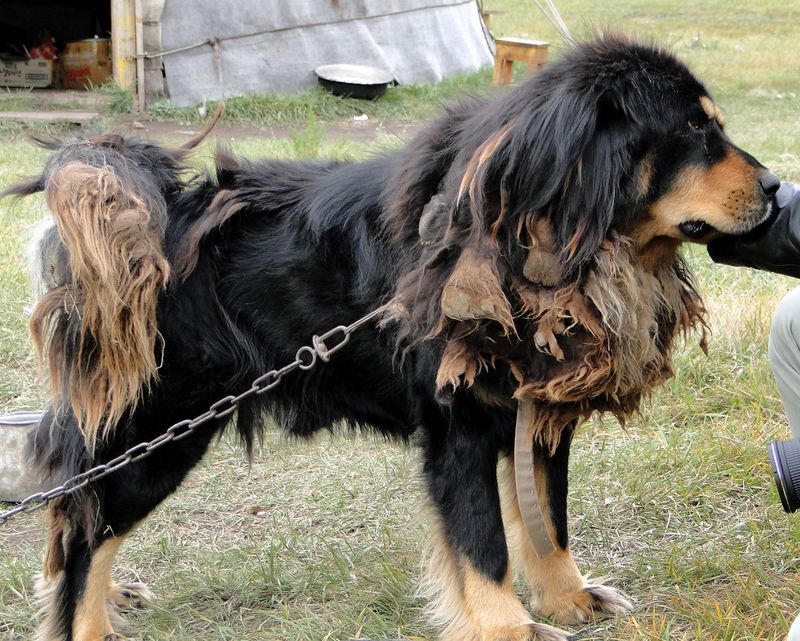 18 Independent Outdoor Dog Breeds That Are Happiest With Farms, Fields And Freedom 8 Tibetan Mastiff