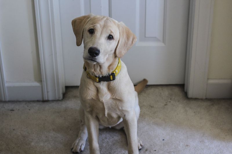 These 11 devoted dog breeds never seem far away – plus 2 inseparable companions 3 Labrador Retriever