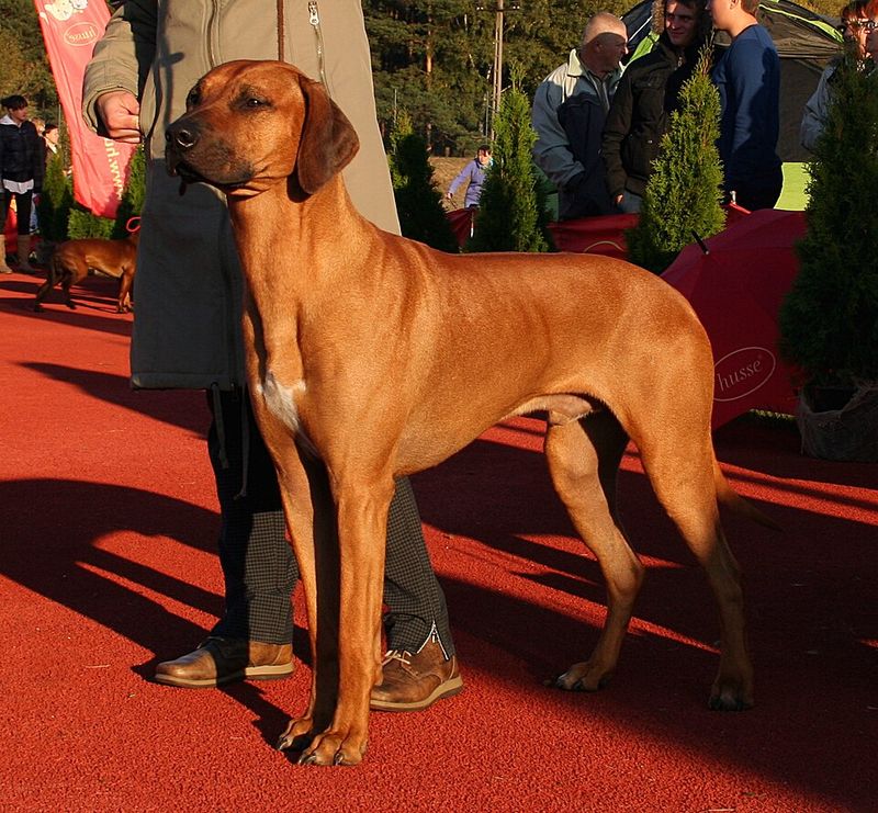Rhodesian Ridgeback