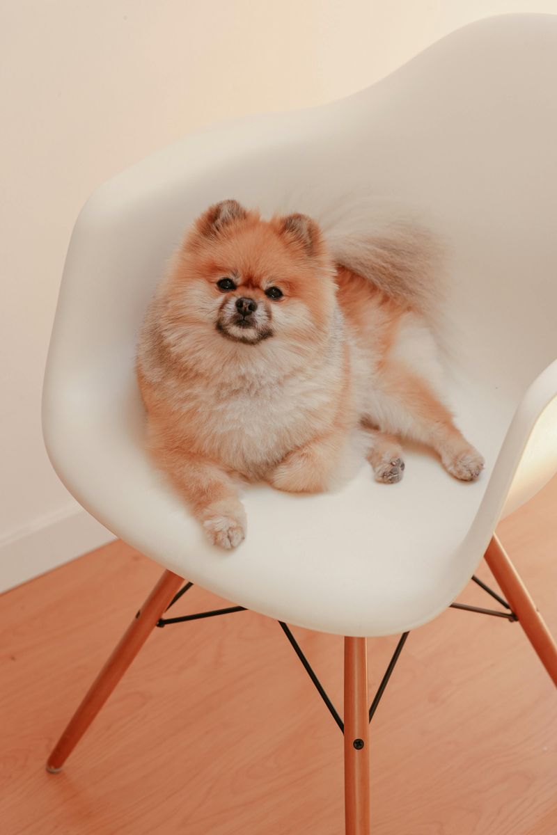 Pomeranian