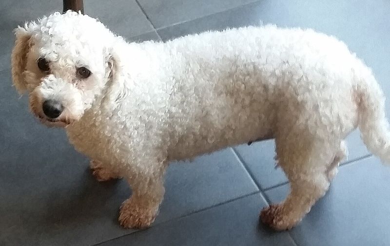 27 Dog Breeds Ranked by Loyalty – From the Most Devoted to the Surprisingly Independent 23 Bichon Frise