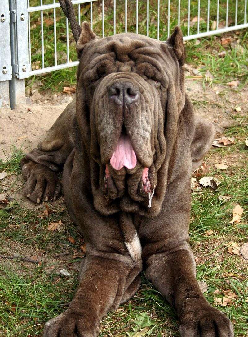 Think you've seen every kind of dog? These extraordinary breeds may prove otherwise 12 Neapolitan Mastiff
