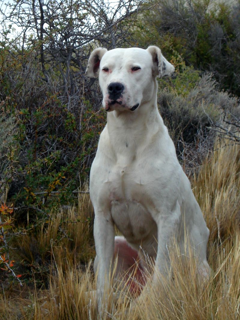 26 Dog Breeds Famous for Their Pure White Coats 13 Dogo Argentino