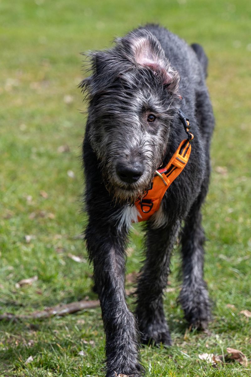 Looking for a calm companion? These dog breeds value quiet moments together 11 Irish Wolfhound