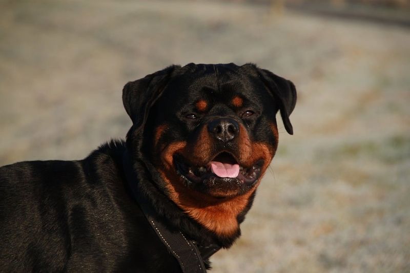 25 Strong-Willed Dog Breeds That Challenge Even Seasoned Owners 9 Rottweiler