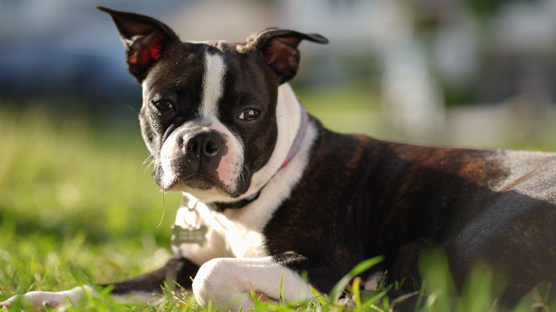 Looking for an outgoing companion? These dog breeds rarely stay strangers for long 10 Boston Terrier