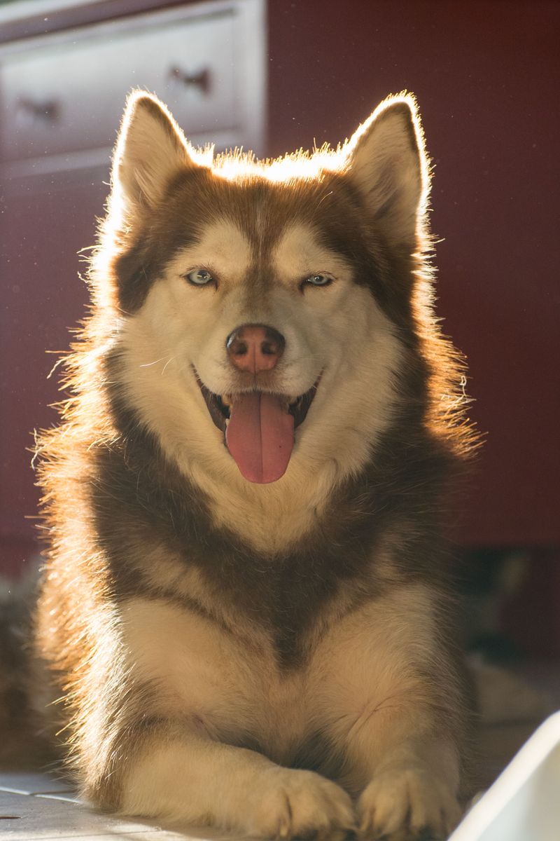 These 10 dog breeds often struggle in ordinary homes - plus 4 that look easier than they are 5 Siberian Husky