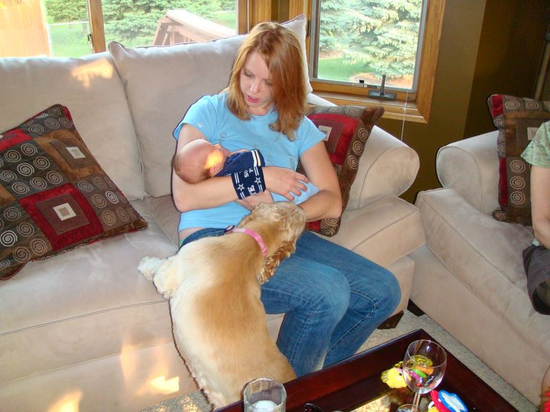 10 powerful signs your dog experiences emotions more deeply than most breeds 9 Showing jealousy over emotional attention