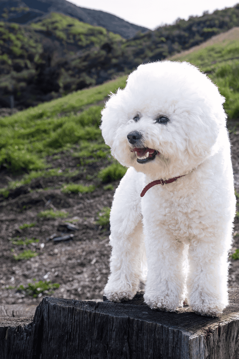 If harmony at home matters most, these dog breeds deserve your attention 2 Bichon Frise