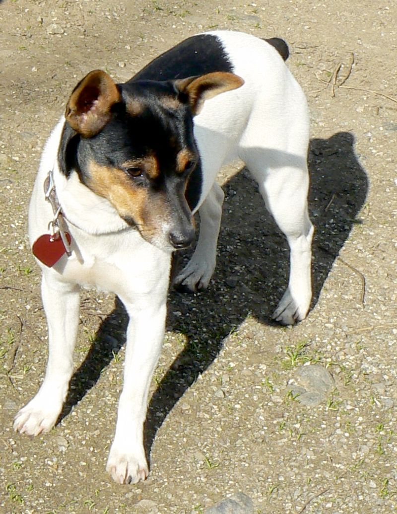 Rat Terrier
