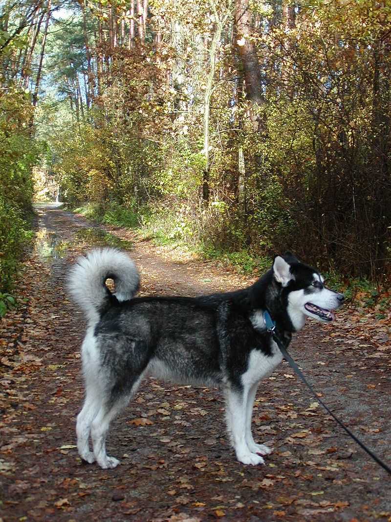 Beauty comes in many forms - These 12 breeds prove it, and these 3 reinforce it 12 Alaskan Malamute