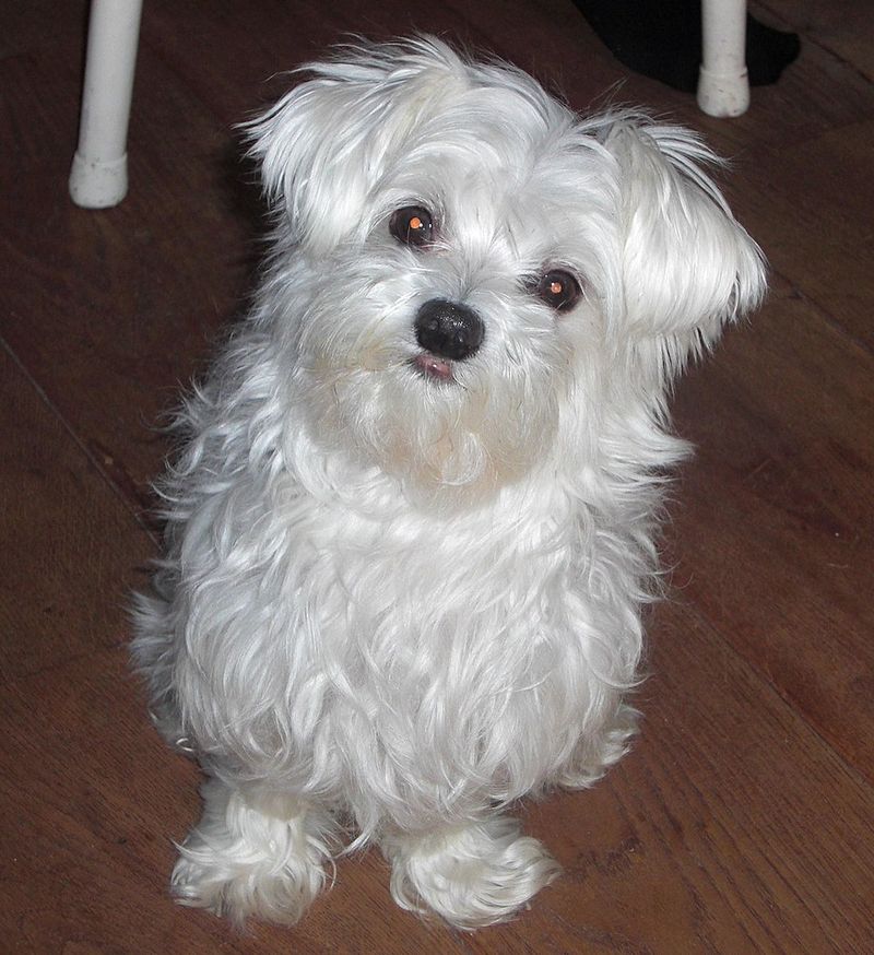 Maltese