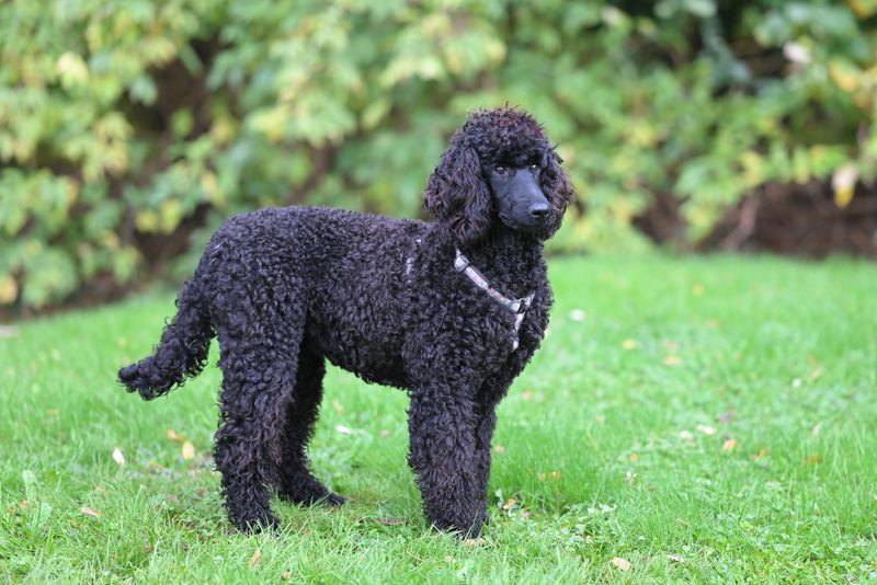 Standard Poodle