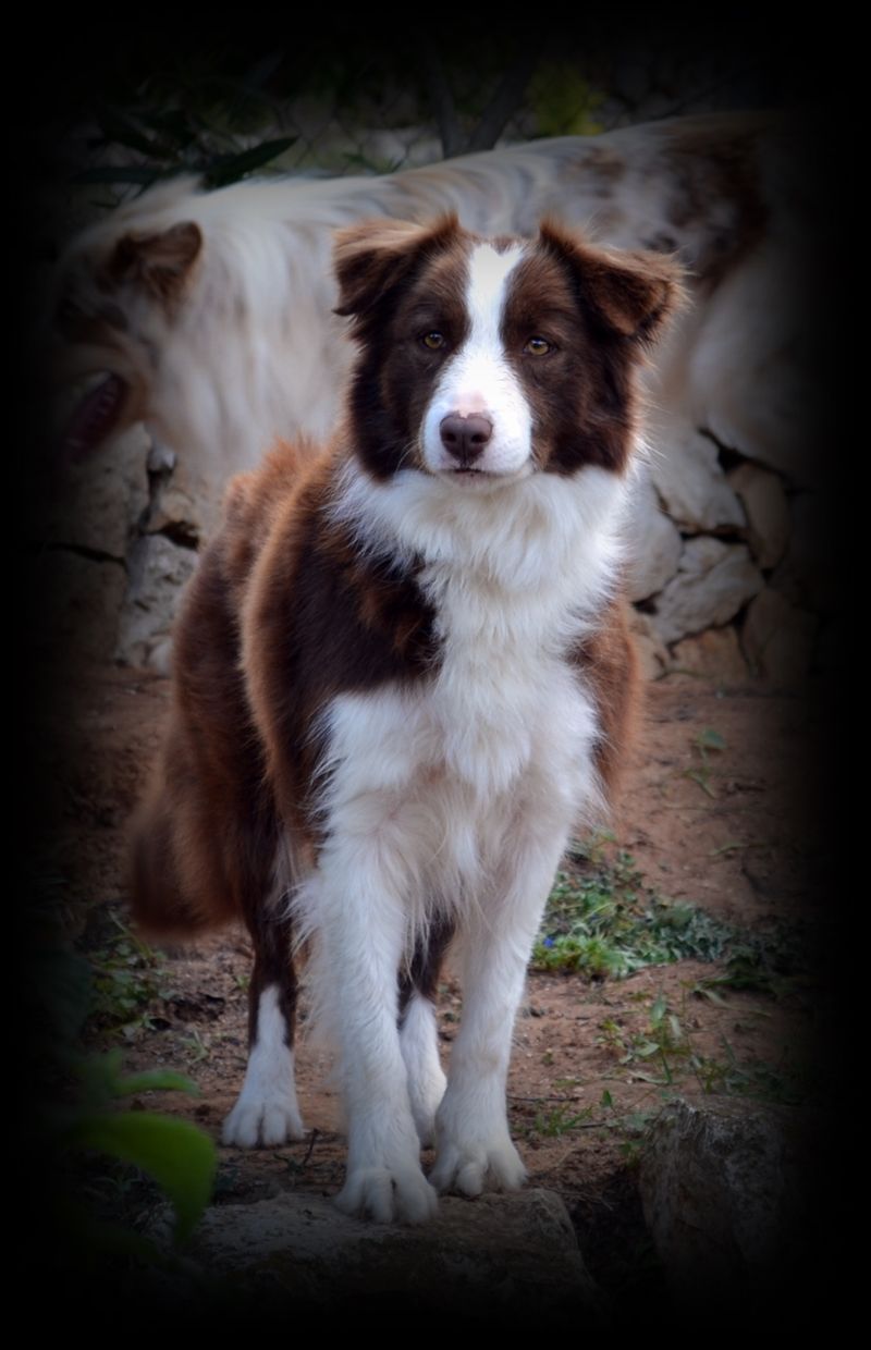 Border Collie