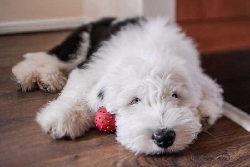 Old English Sheepdog