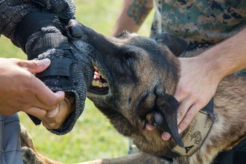 24 Dog Breeds Most Often Linked to Biting Incidents — and the Reasons Behind It 13 Belgian Malinois