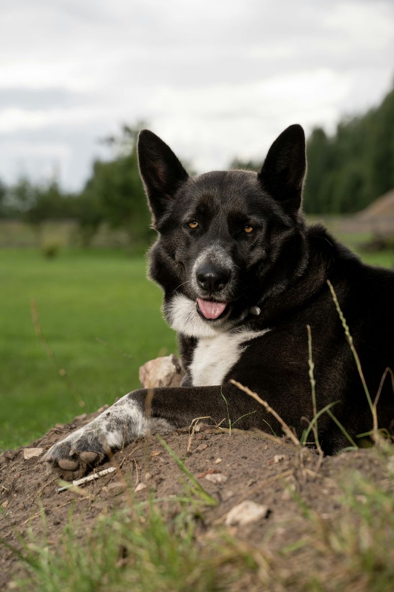 If You Live for Winter Walks, Start With These 14 Cold-Weather-Loving Breeds 8 Karelian Bear Dog