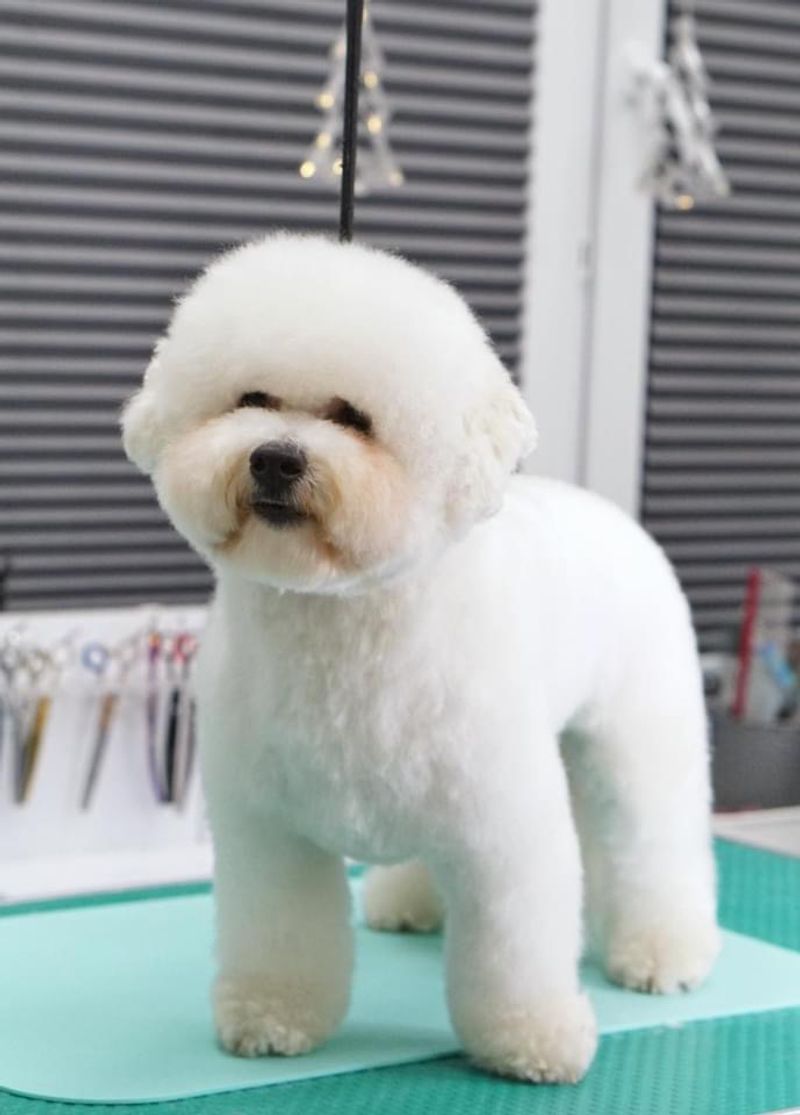 Some dog breeds don't need a perfect routine - they simply adapt and move forward 10 Bichon Frise