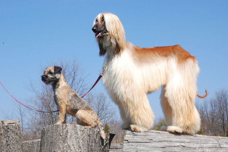 14 dog breeds people used to love but are now quietly abandoning 2 Afghan Hound