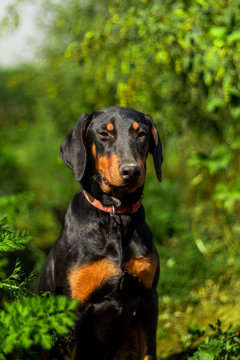 Doberman Pinscher - The swift responder