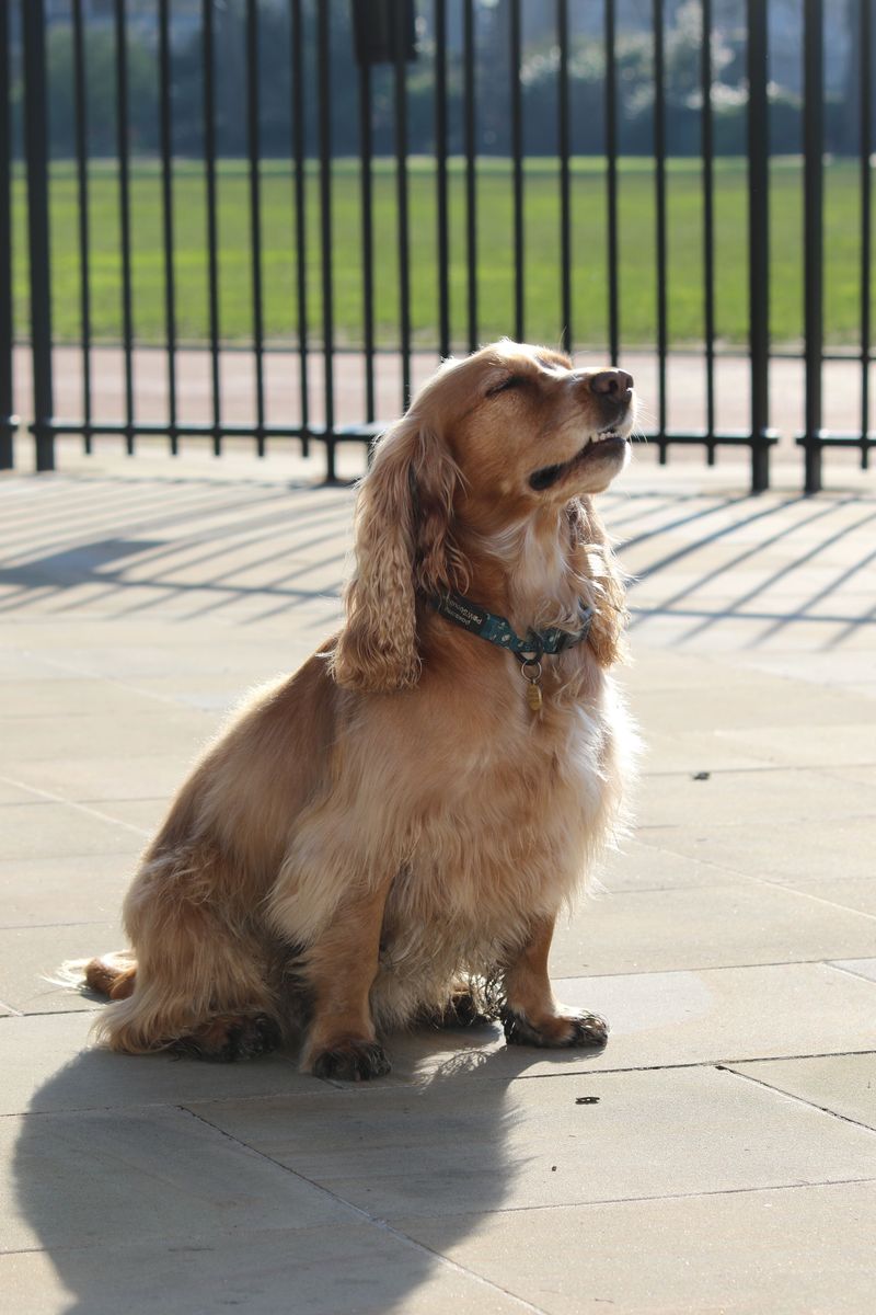 When nobody has hours to waste every day, these dog breeds start making a lot more sense 8 Cocker Spaniel