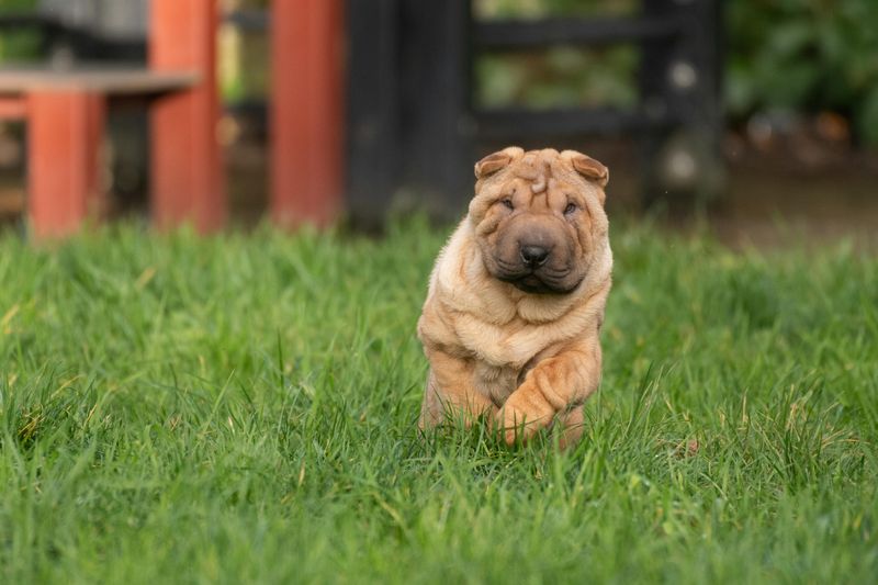 Shar Pei