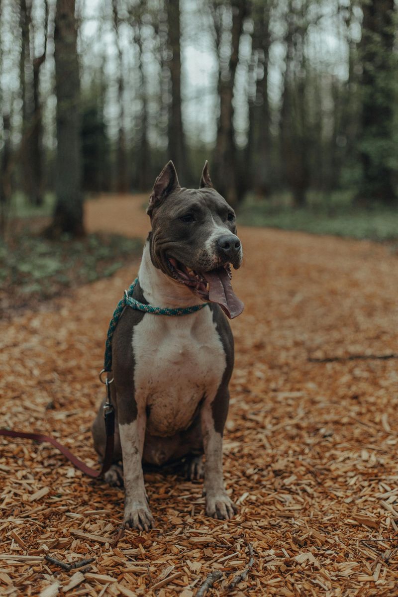 American Staffordshire Terrier