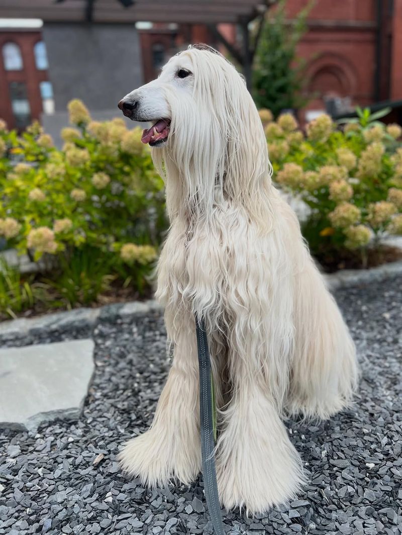 26 Dog Breeds Famous for Their Pure White Coats 27 Afghan Hound
