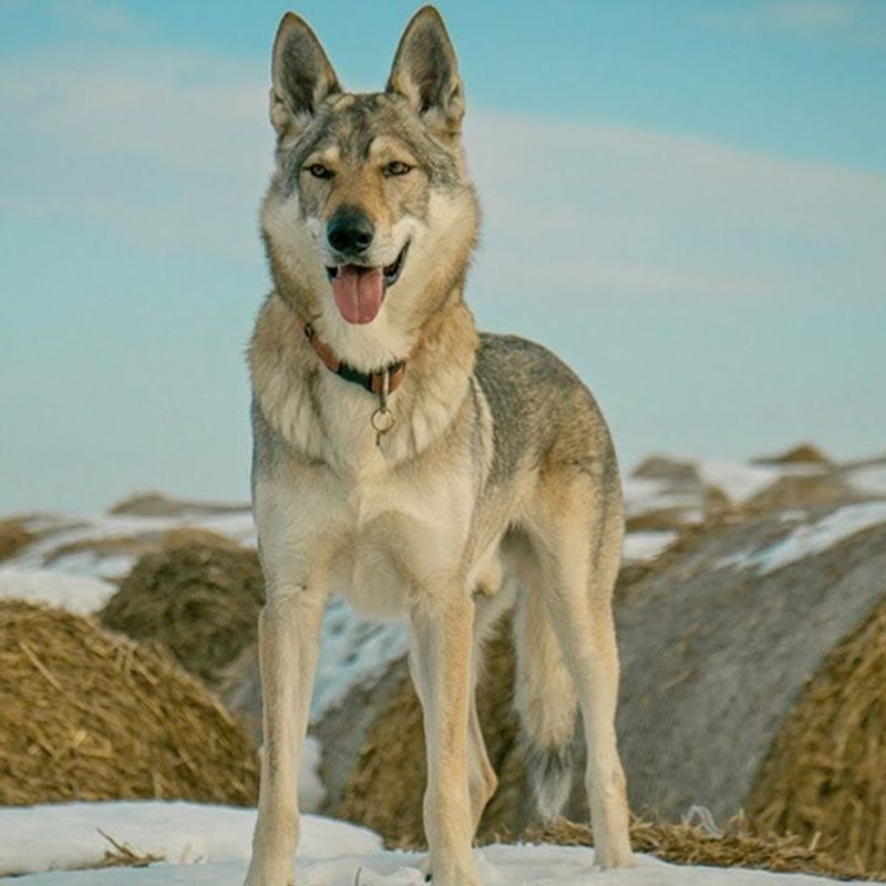 27 Dog Breeds That Closely Resemble Wolves in Looks and Temperament 20 Kugsha Dog