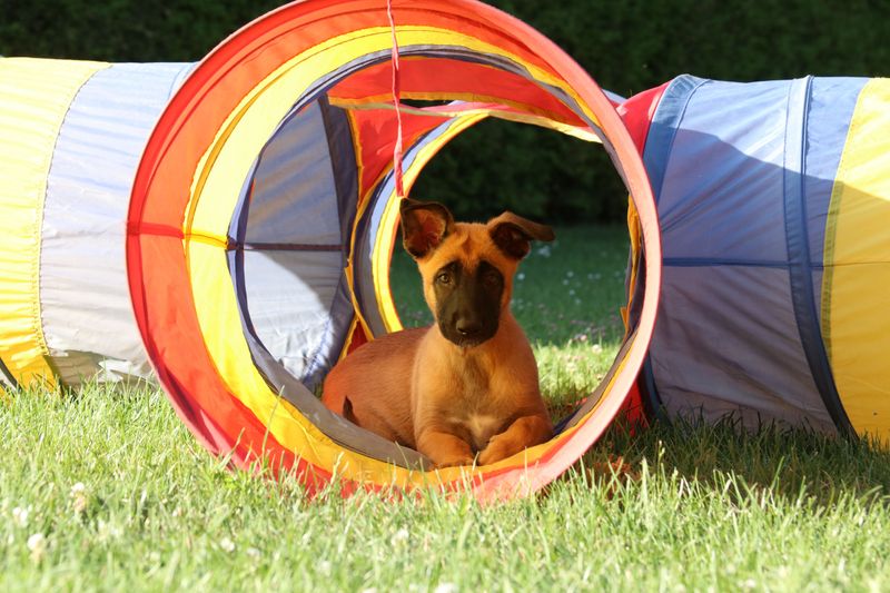Many dogs pull because of routines owners accidentally repeat every day 7 Skipping mental enrichment before walks