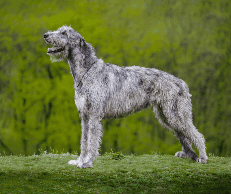 Irish Wolfhound