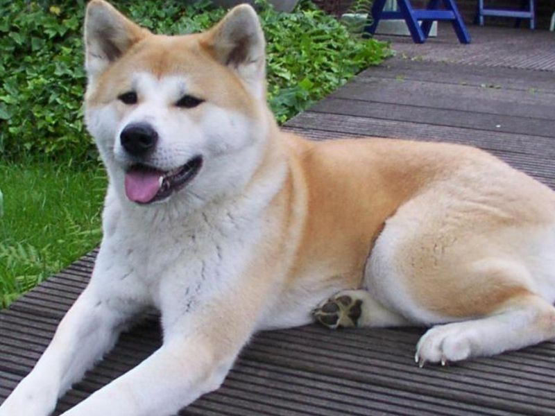 Akita