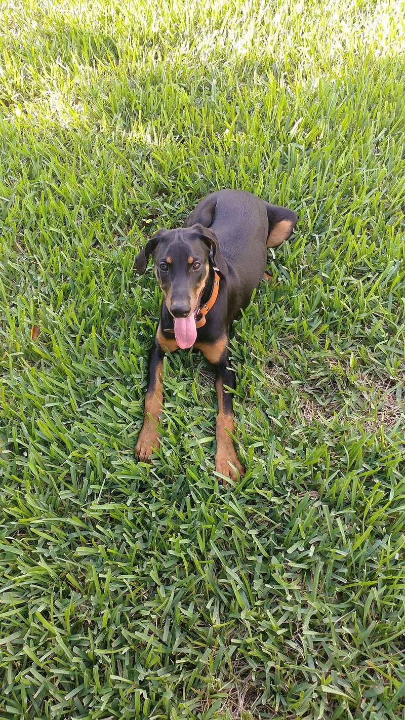 Doberman Pinscher