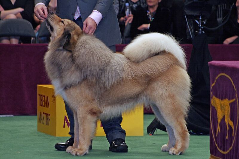 Tibetan Mastiff