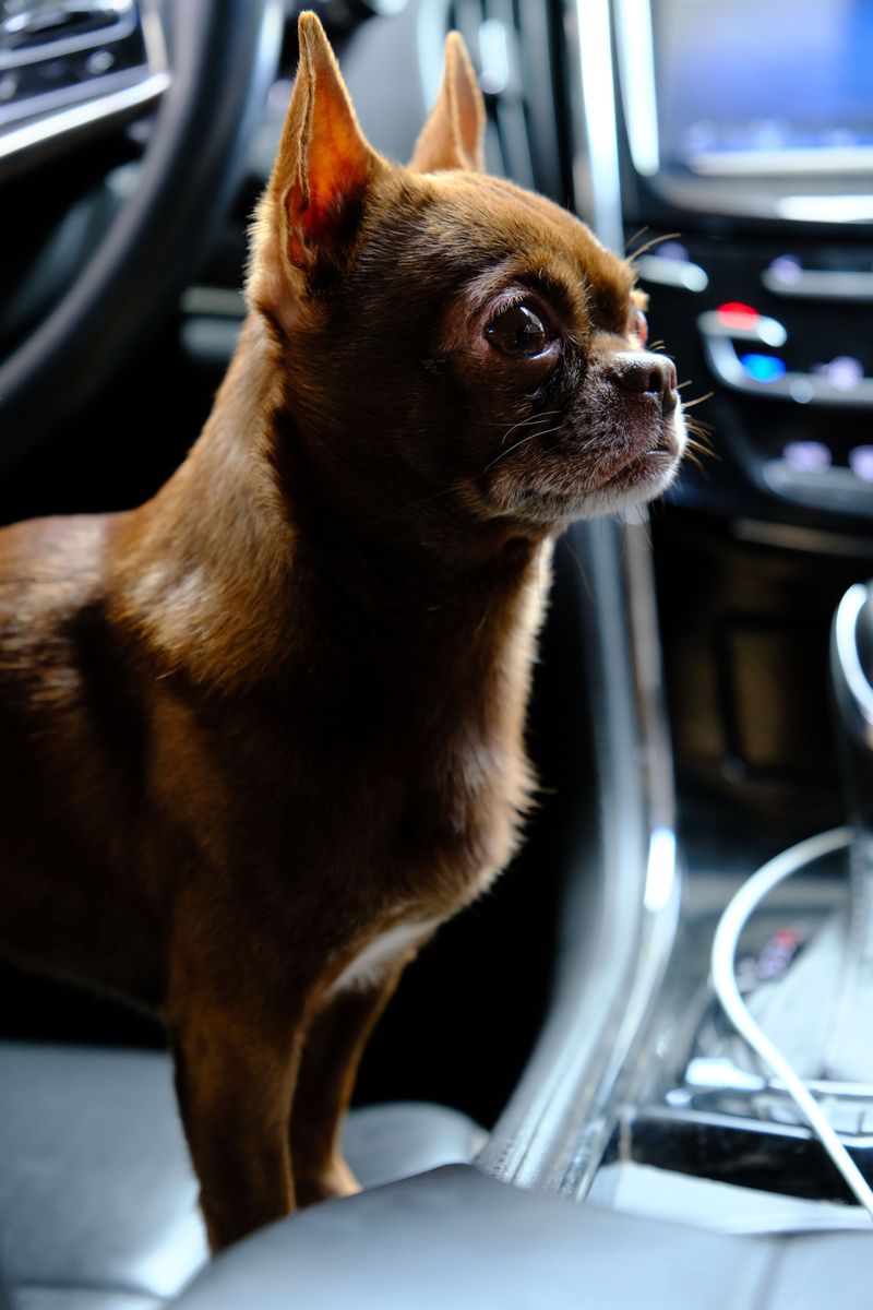 Chihuahua