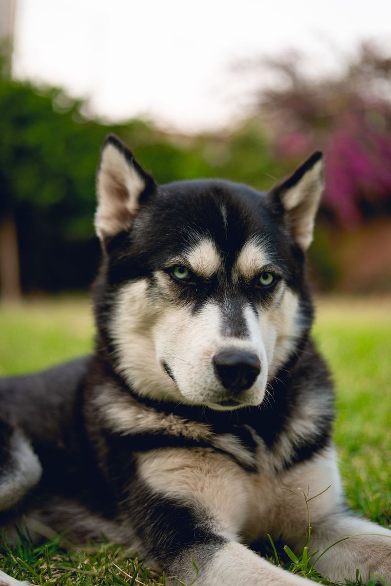 If you want a guard dog, you may want to skip the breeds that think every stranger is their new best friend 6 Siberian Husky