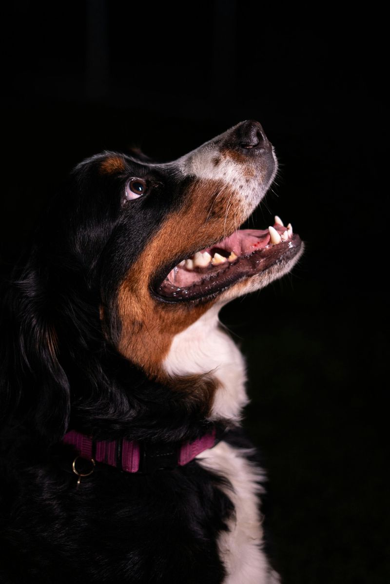 Bernese Mountain Dog