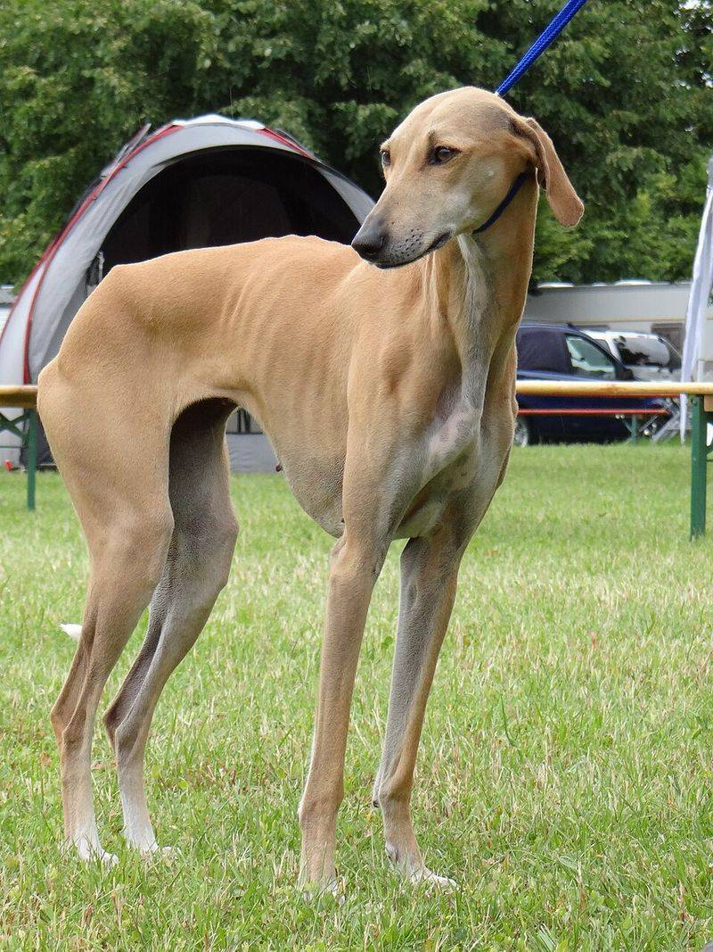 15 dog breeds that look like they should have their own portrait in a museum 5 Azawakh