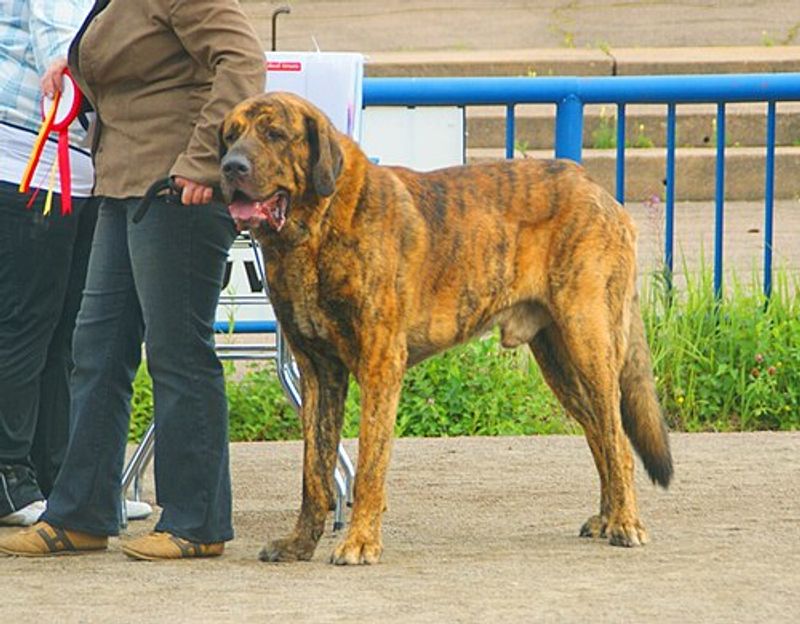 Spanish Mastiff
